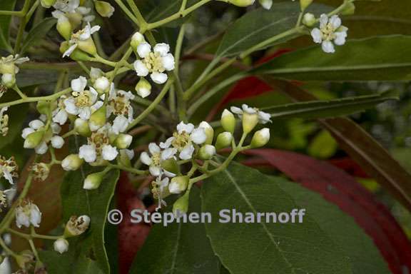 heteromeles arbutifolia 6 graphic